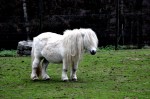 Na obrázku je bílý poník ve výběhu v ZOO Liberec