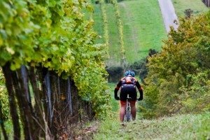 Cyklista na vinicích Znojemska