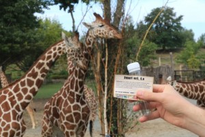 Geocaching v ZOO Dvůr Králové nad Labem na obrázku keška u expozice žiraf