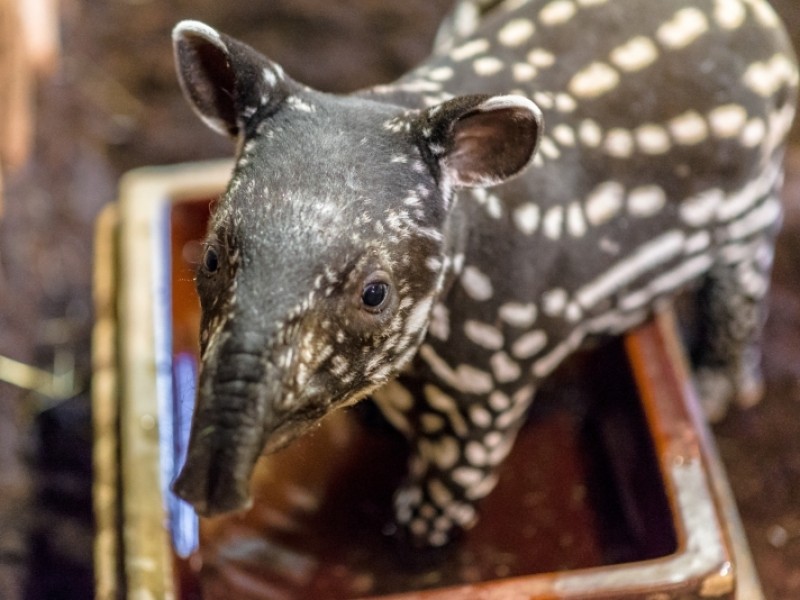 mládě tapíra čabrakového