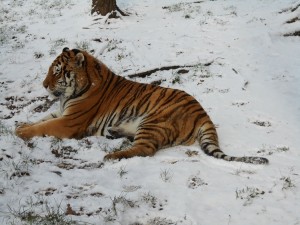 Tygr v ZOO Tábor