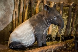 _ Mládě tapíra čabrakového v ZOO Praha