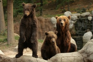 expozice medvědů v brněnské ZOO
