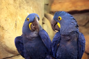 Pár modrých papoušků Ara