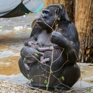 Gorila s mládětem